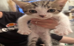Mixed Breed cats for sale: Half British blue kittens  - Image 8
