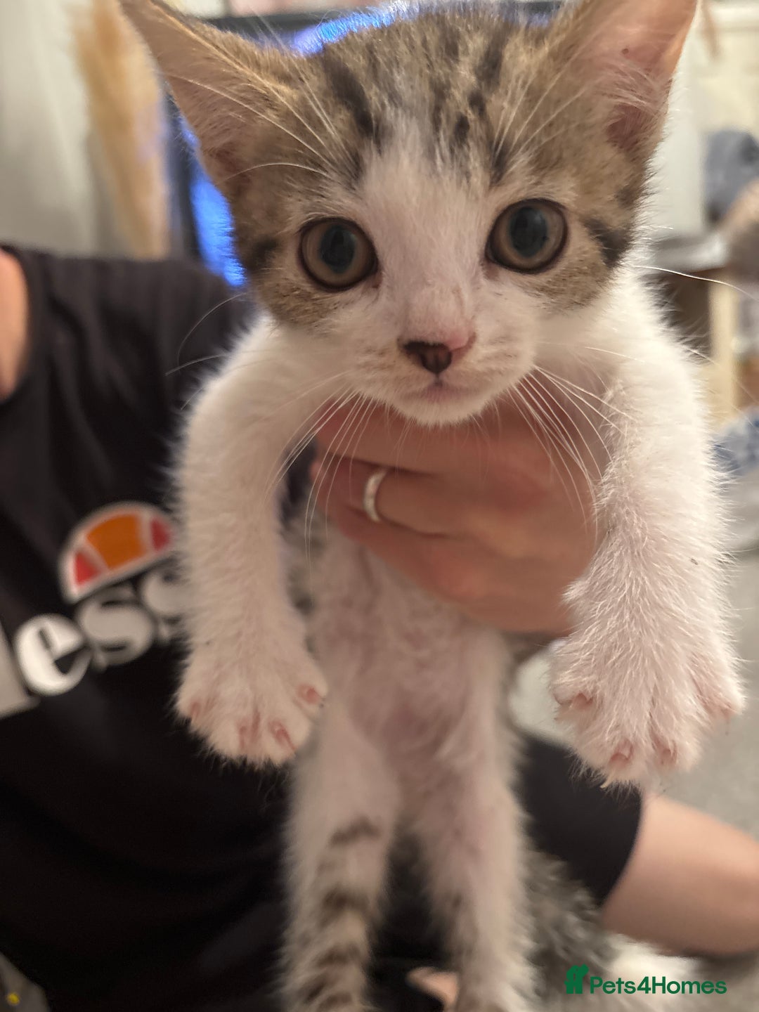 Mixed Breed cats for sale: Half British blue kittens  - Image 8