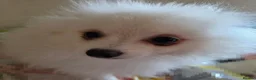 Pomeranian dogs for sale: Pedigree Ice White Pomeranian puppies - Advert 4