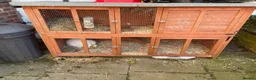 Mixed Breed rabbits for sale: Large White Rabbit  in Melton Mowbray - Advert 3