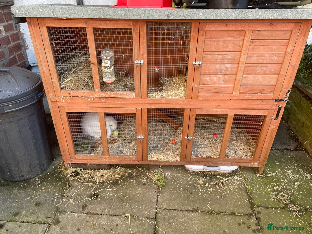 Mixed Breed rabbits for sale: Large White Rabbit  in Melton Mowbray - Advert 3