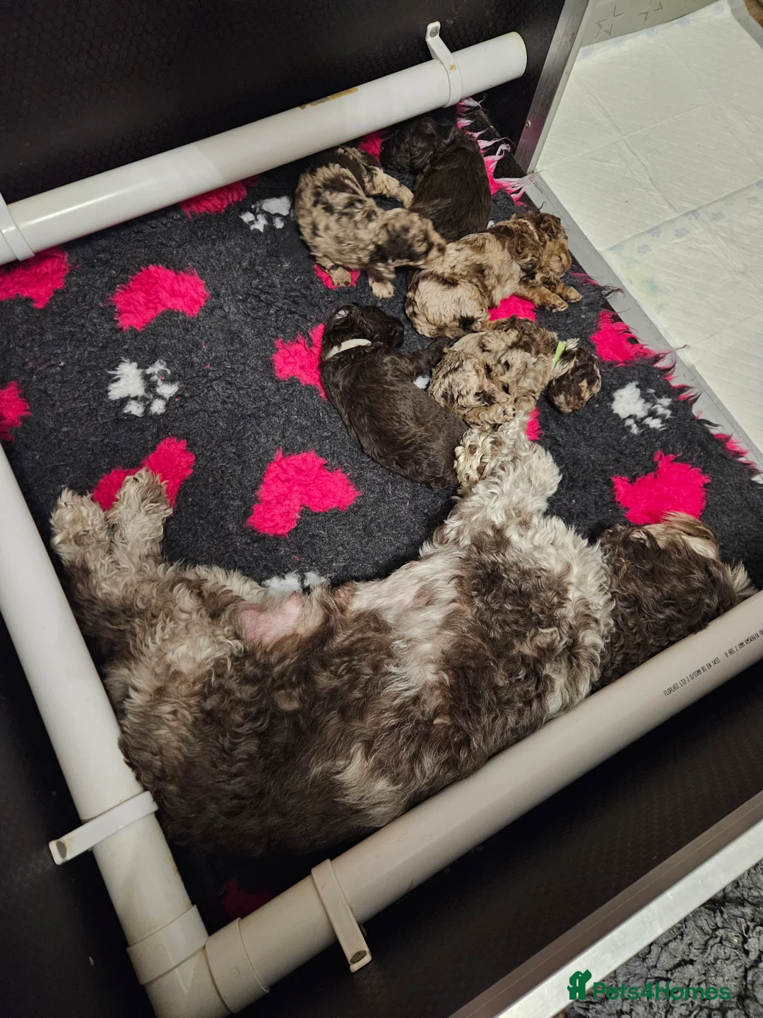 Cockapoo dogs for sale: Chocolate Merle Boy - Advert 8