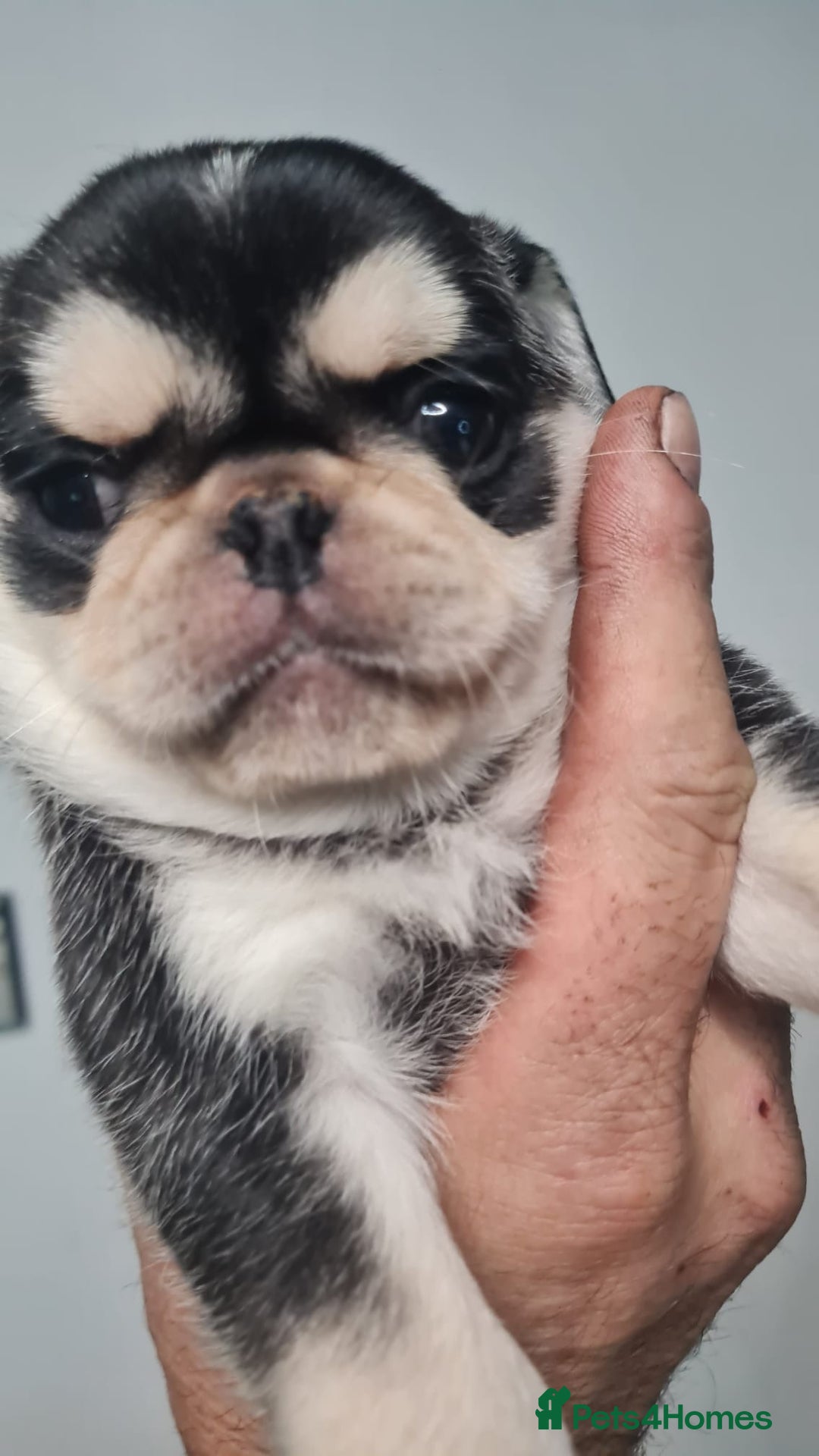 Pug dogs for sale: Pug 1 boy kc  - Advert 29