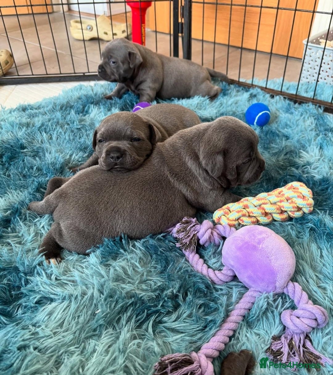 Staffordshire Bull Terrier dogs for sale: Staffordshire bull terrier puppies  - Advert 9