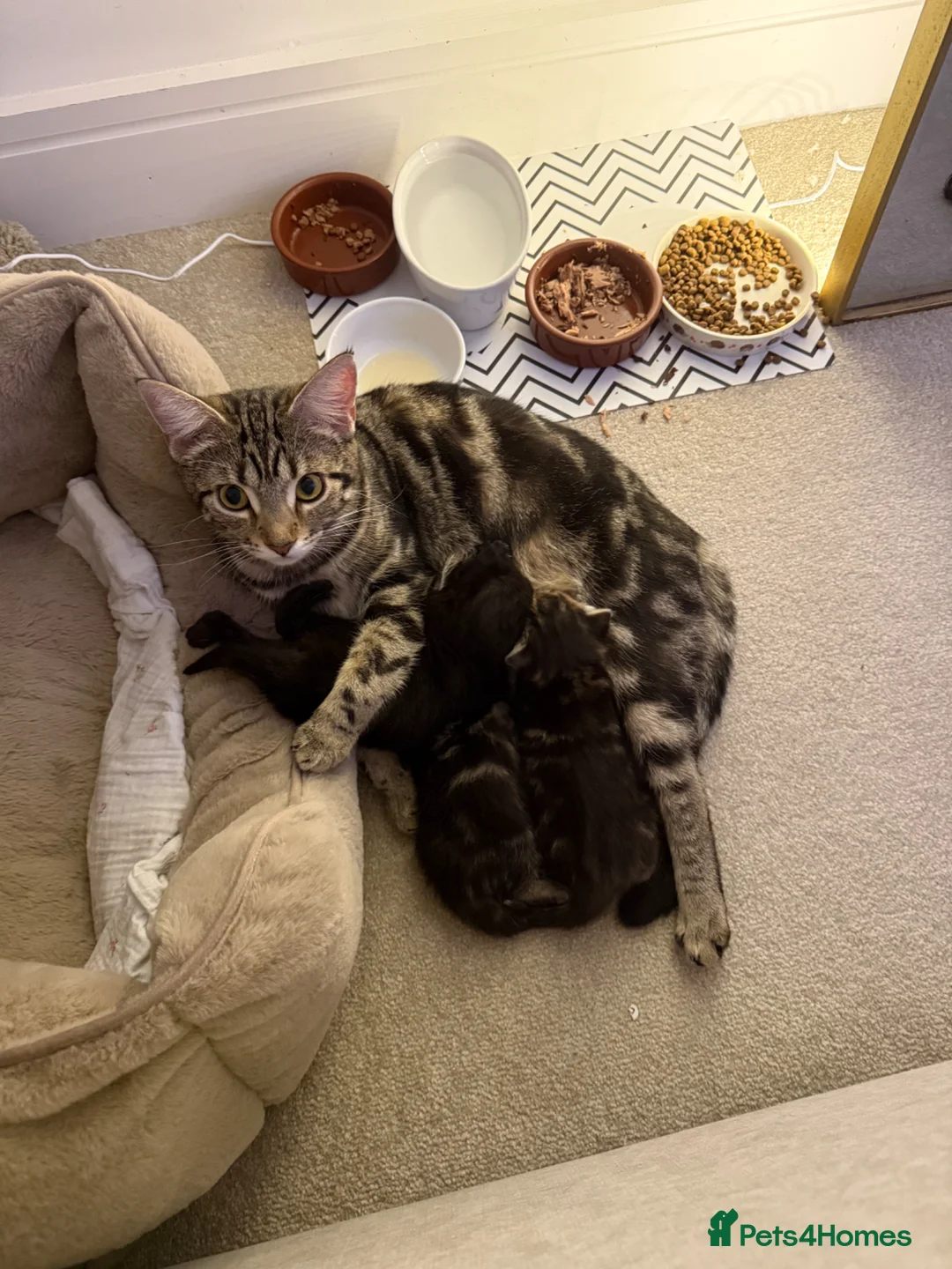 Mixed Breed cats for sale: 2 tabby male kittens  - Advert 3