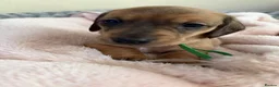 Miniature Dachshund dogs for sale: 5 beautiful miniature dachshund  - Advert 29