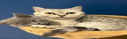 British Shorthair cats for sale: British shorthair Kittens  - Advert 5