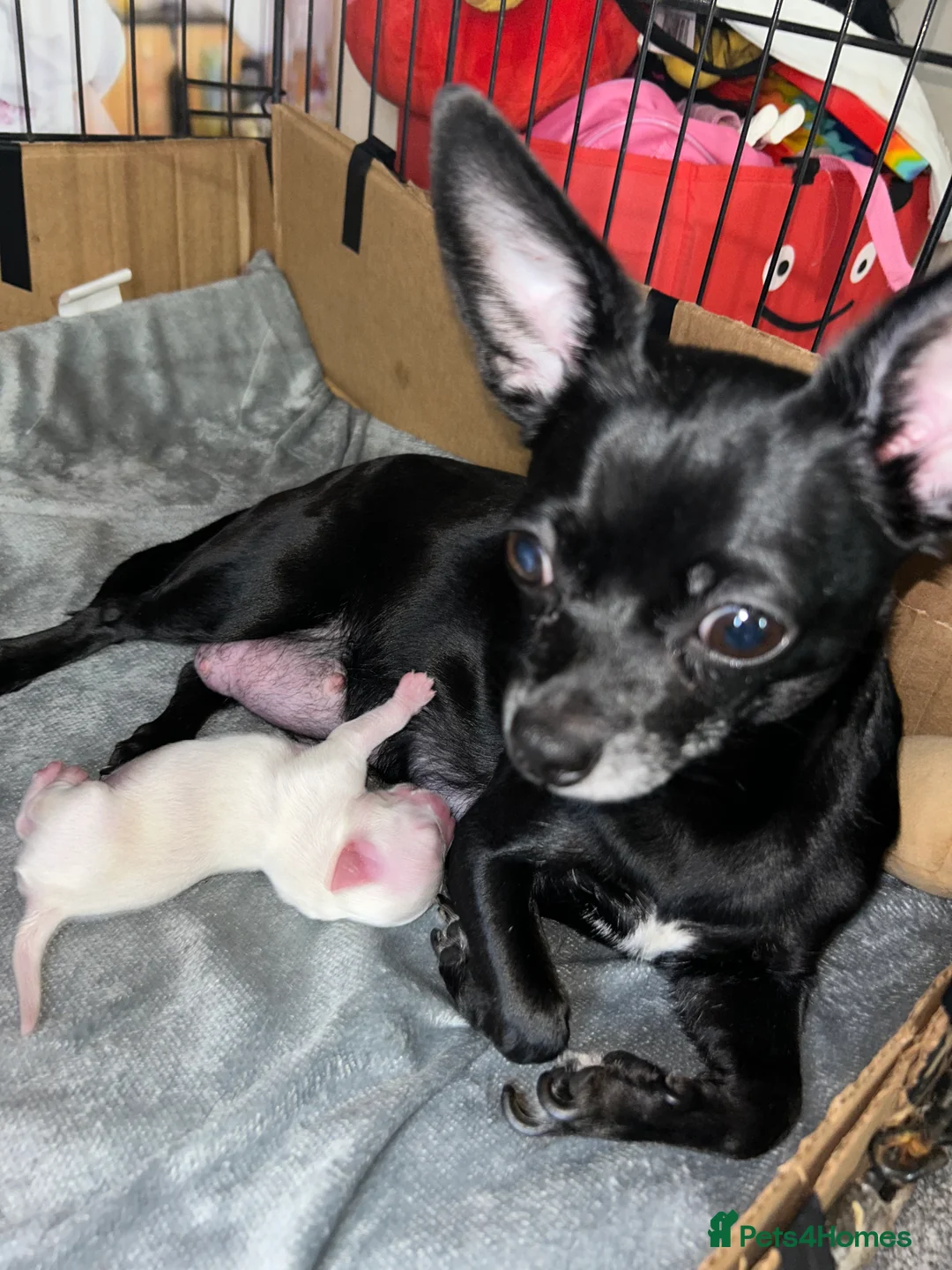 Chihuahua dogs for stud: Chihuahua Boy for stud Brown  - Advert 4