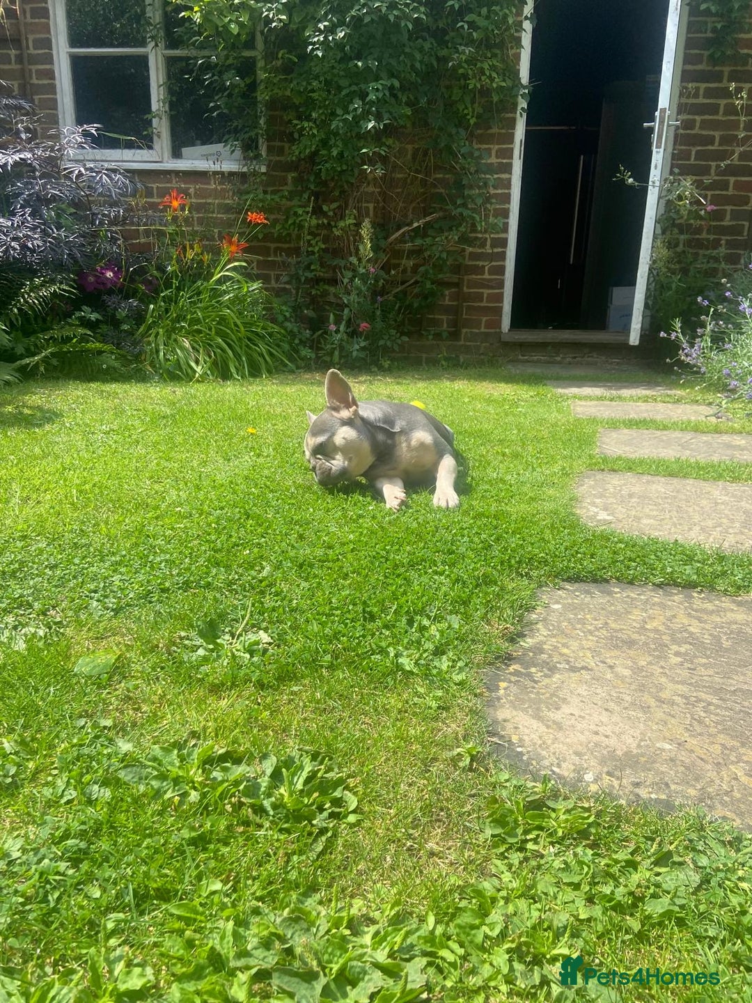 French Bulldog dogs for stud: RHUS SHRUB - Advert 3