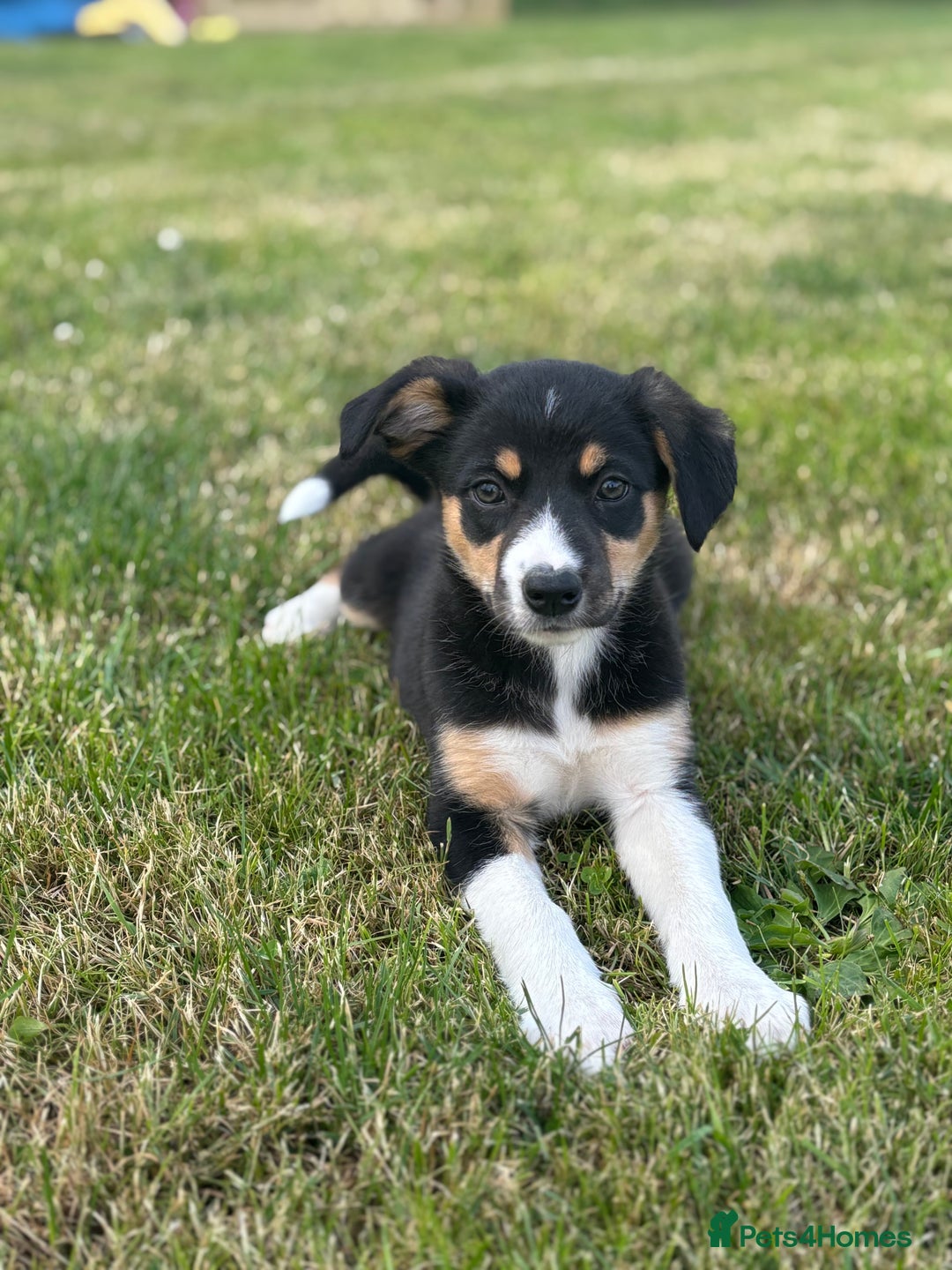 Border Collie dogs for sale: Blue Merle and Tri colour pups - Image 4