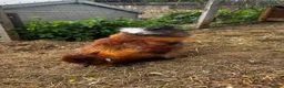 Chickens poultry for sale: silkie roosters - Advert 3