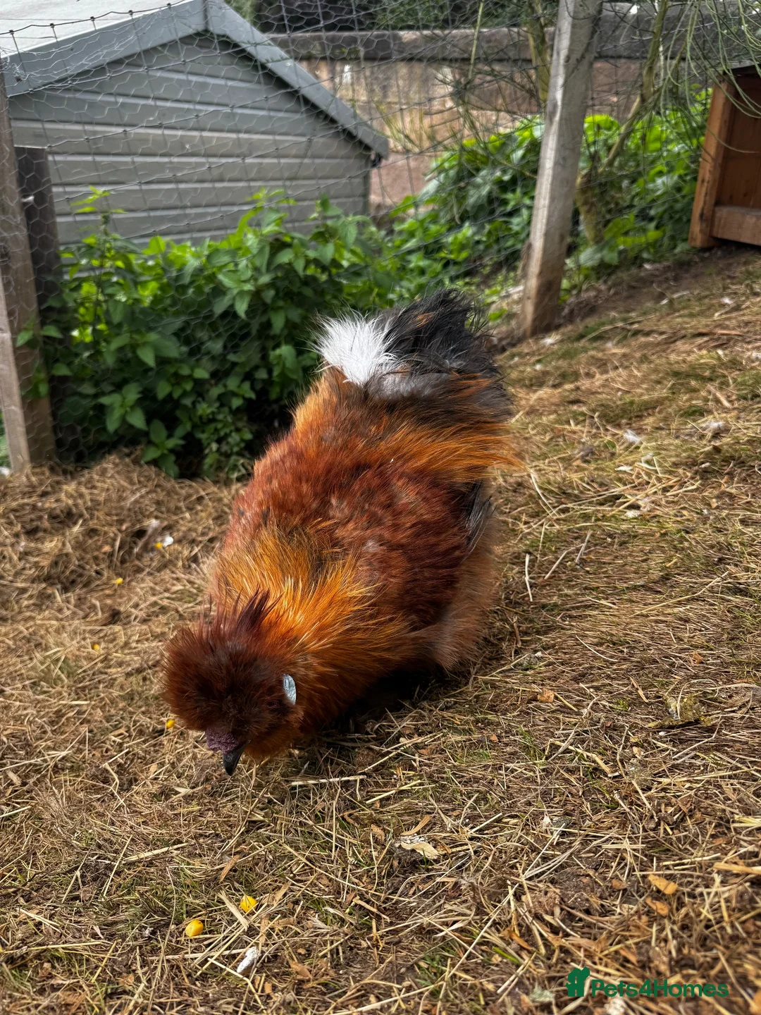 Chickens poultry for sale: silkie roosters - Advert 3