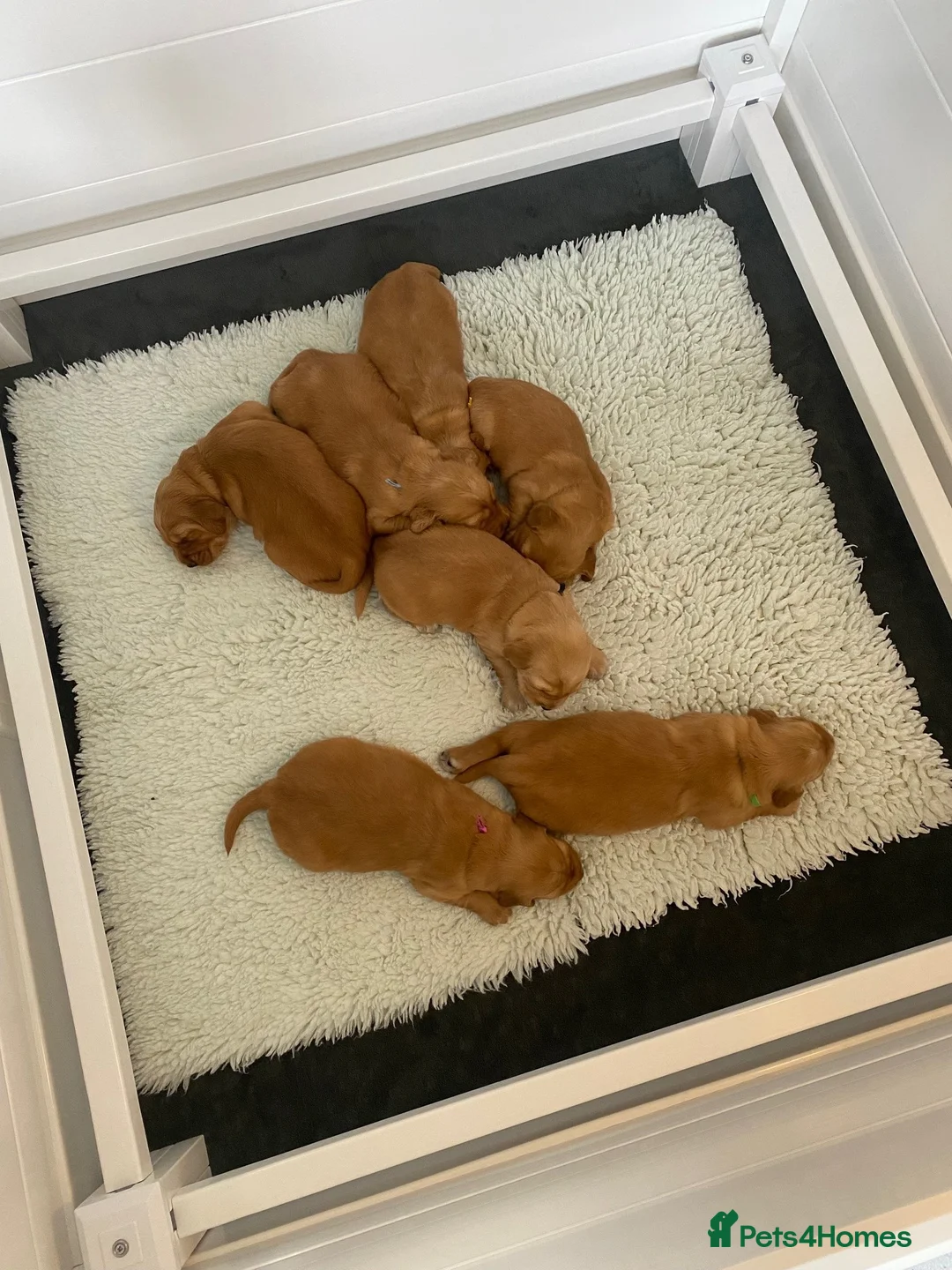 Golden Retriever dogs for sale: 1 GIRL AVAILABLE FOR GUARDIAN HOME - Advert 3