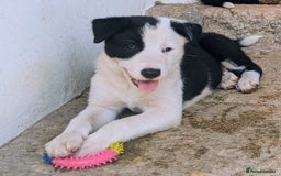 Border Collie dogs for sale: Border Collie pups - Image 6