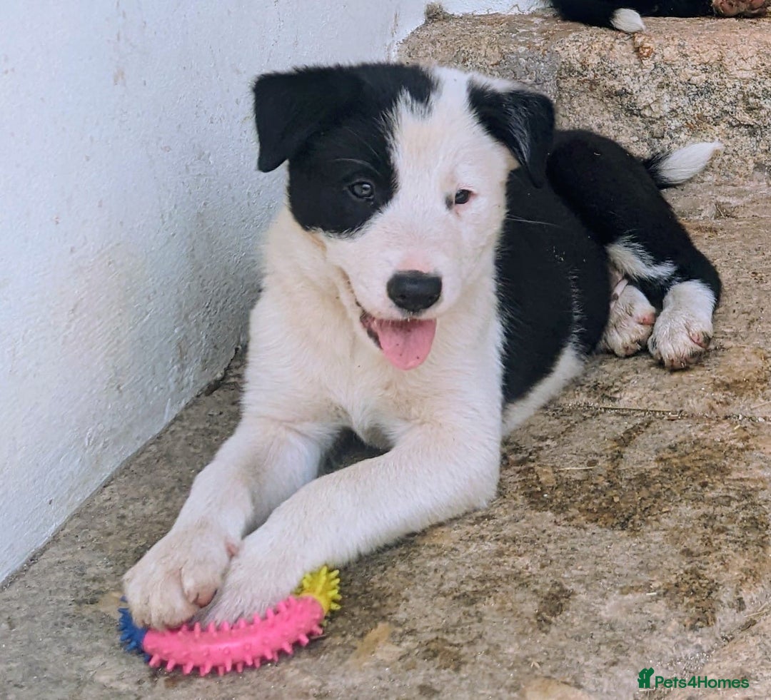 Border Collie dogs for sale: Border Collie pups - Image 6