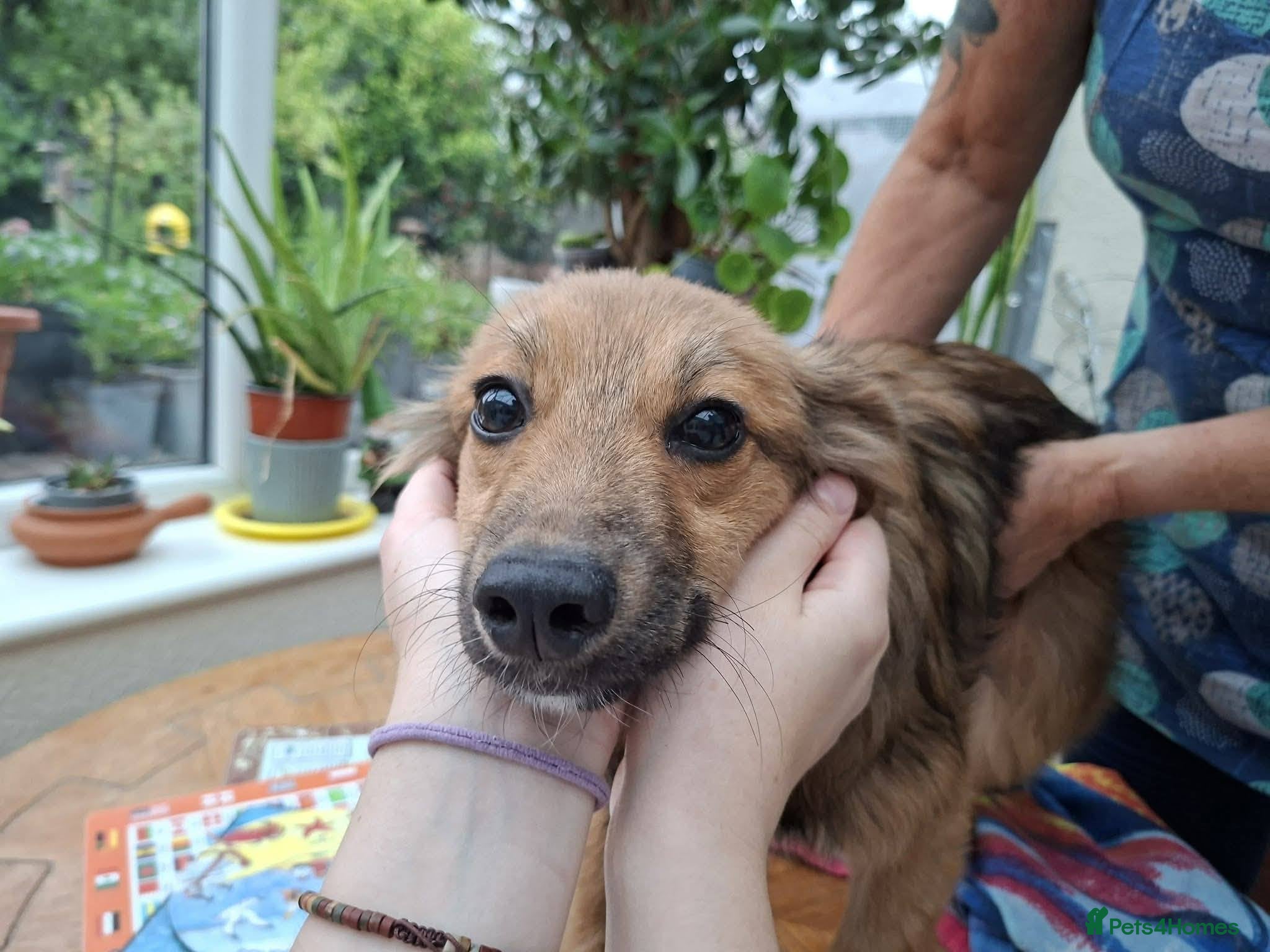 Mixed Breed dogs for adoption: Blossom for adoption in Bedford - Advert 2