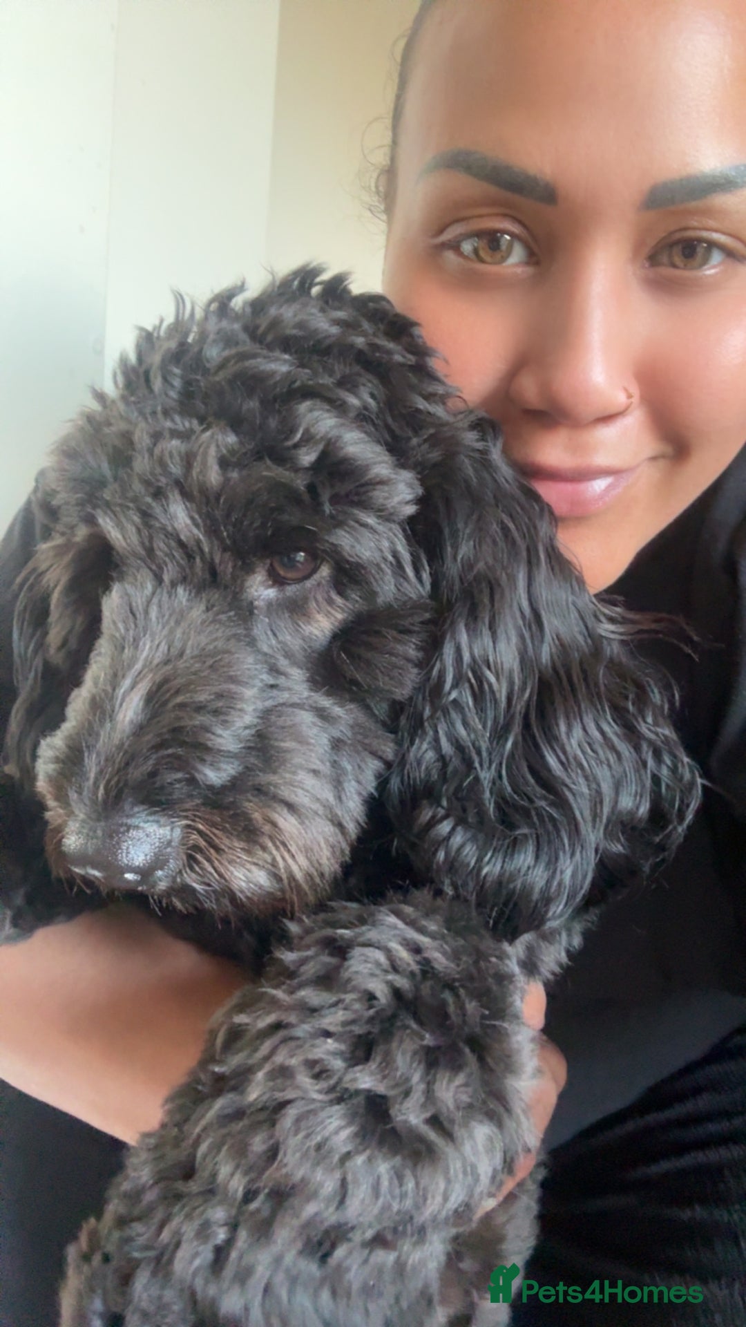 Cockapoo dogs for stud: Milo 1 year old F2 cockapoo - Image 1