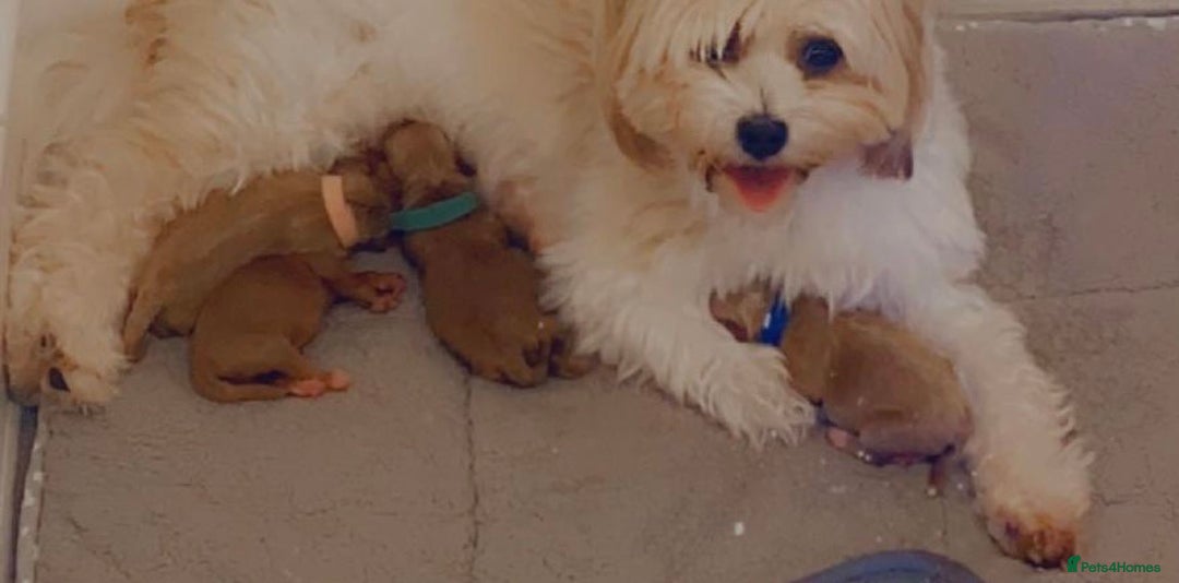 Toy Poodle dogs for stud: Red Toy Poodle for STUD KC Registered in Dudley - Advert 11