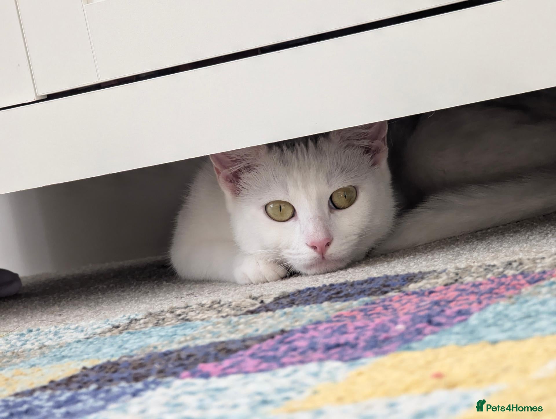 Domestic Shorthair cats Rio!🏖️⛱️ - Advert 2
