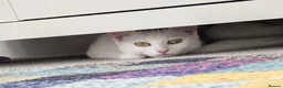 Domestic Shorthair cats for sale: Rio!🏖️⛱️ in Exeter - Advert 1