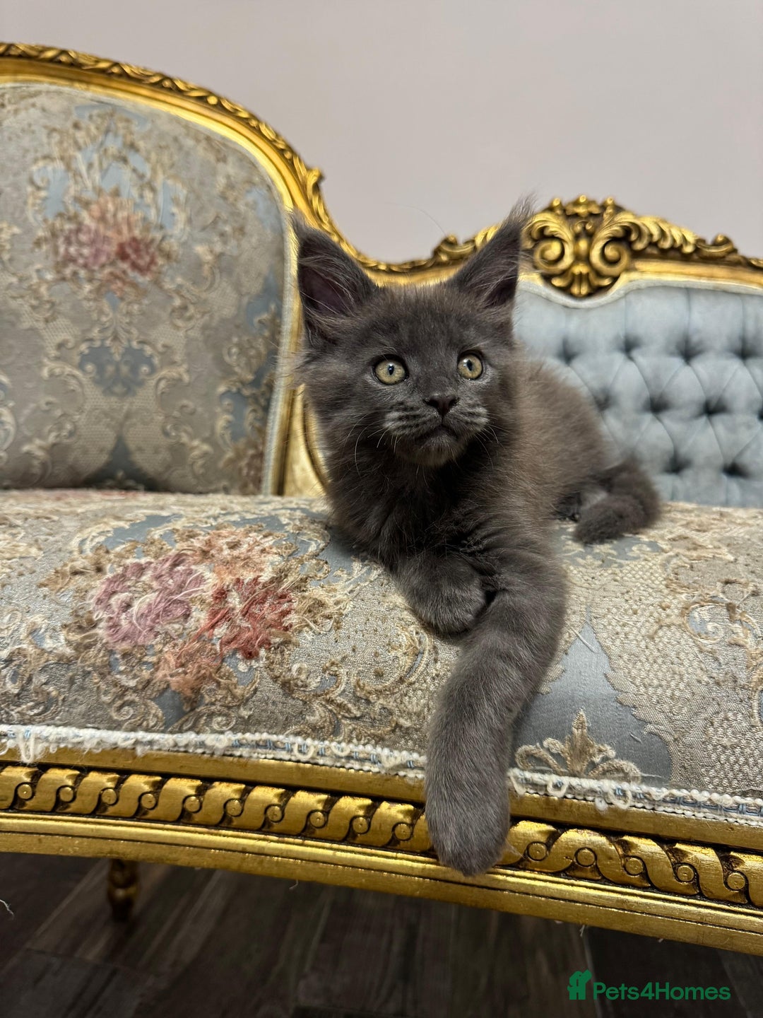 Maine Coon cats for sale: XXL Russian bloodline Maine Coon Kittens 20+Gen!🏆 - Image 23