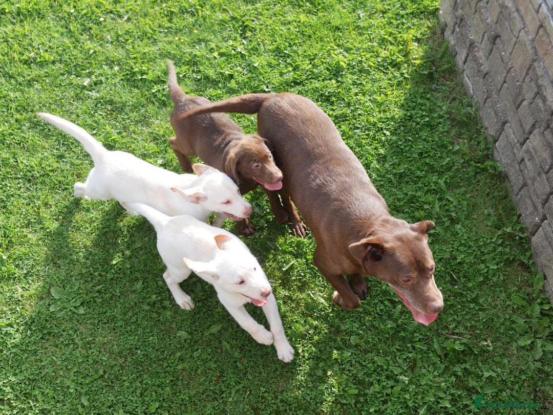 Labrador Retriever dogs for sale: Stunning KC Health Tested Labrador - Image 7