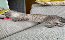 Savannah cats for sale: Awesome snow leopard Keetso male  - Image 7