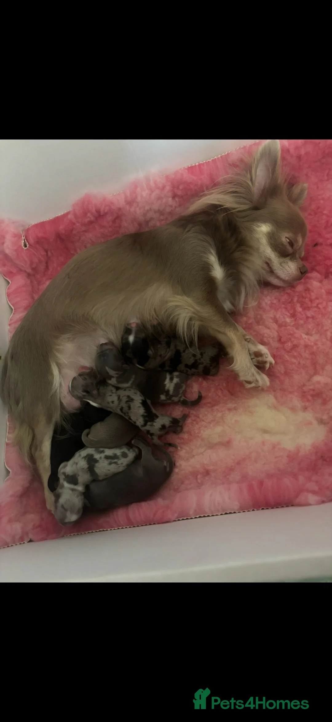 Chihuahua dogs for sale: Beautiful Longhair Chihuahuas  - Advert 2