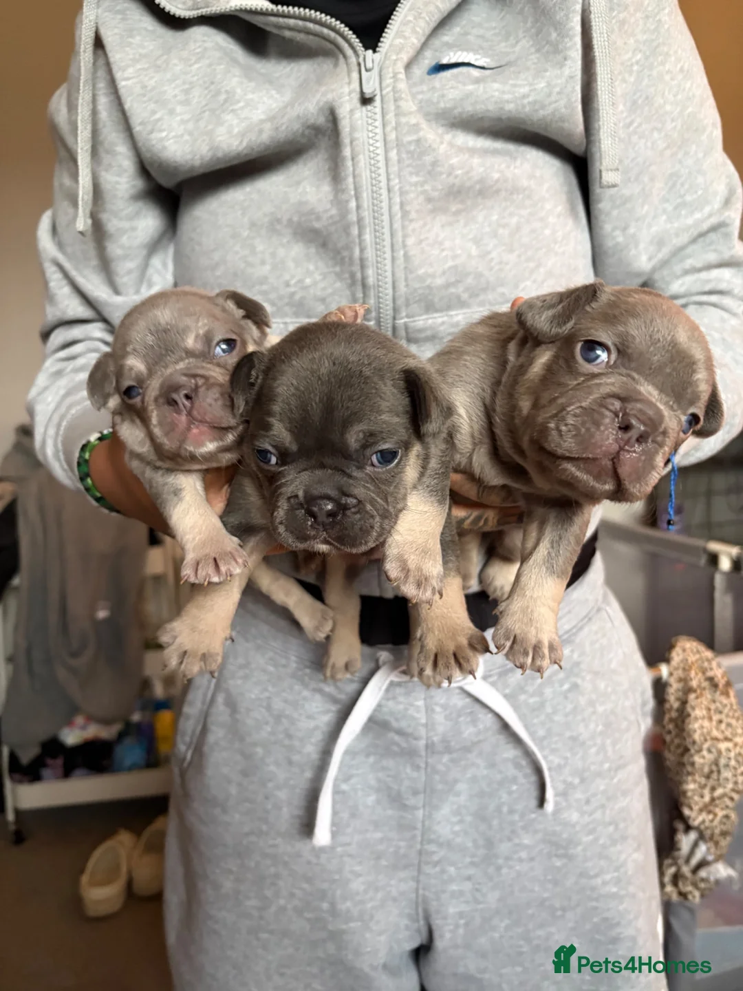 French Bulldog dogs for sale: KC Registered french bulldogs  - Advert 2