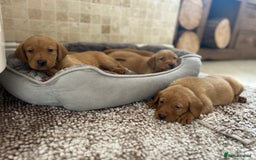 Labrador Retriever dogs for sale: Deep Fox Red KC FTCH labpups Health Tested Parents - Image 2