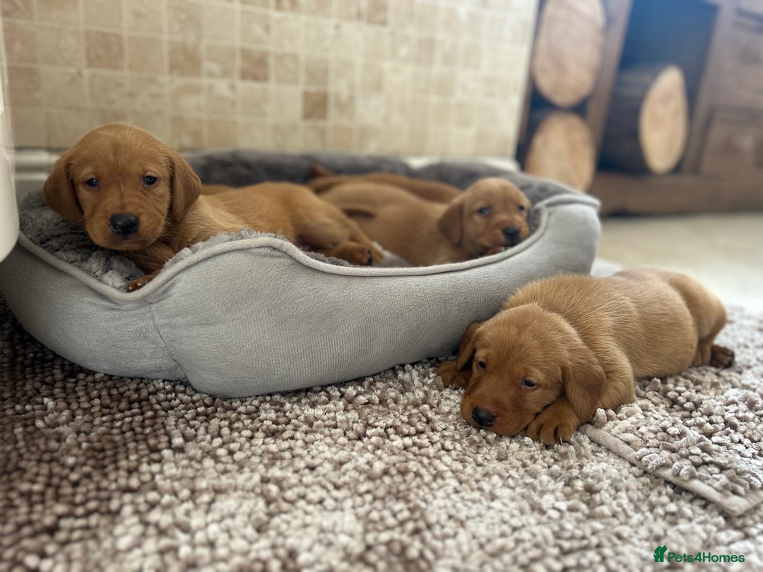 Labrador Retriever dogs for sale: Deep Fox Red KC FTCH labpups Health Tested Parents - Image 2