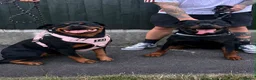 Rottweiler dogs for stud: Reggie  - Advert 5