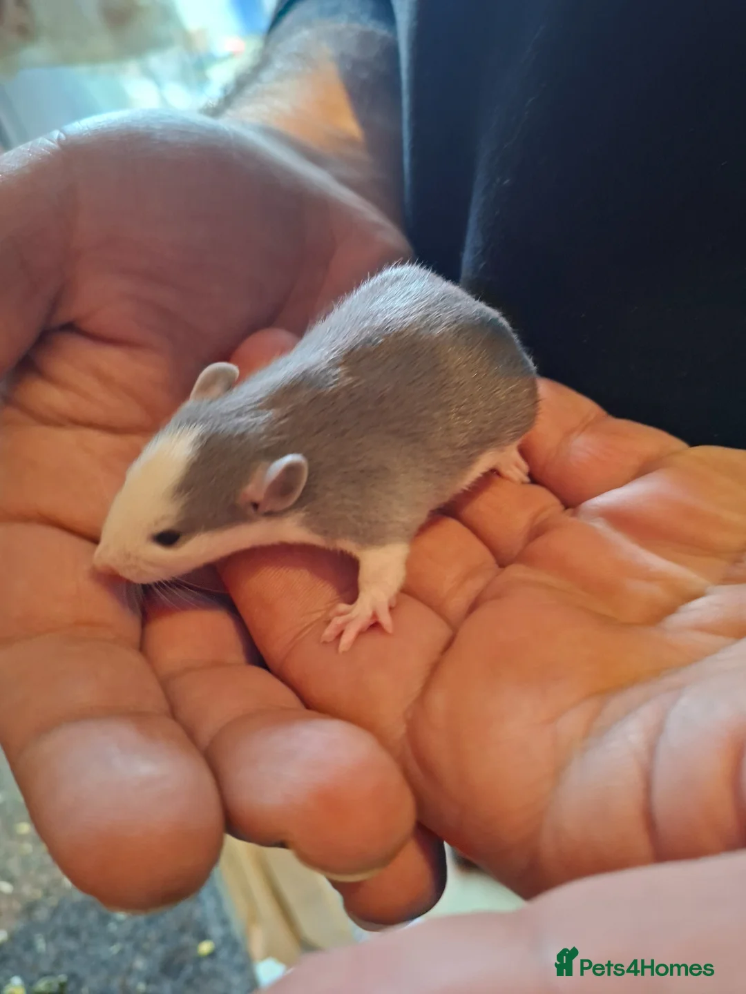 Rat rodents for sale: Baby dumbo rats - Advert 1