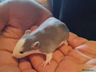 Rat rodents Baby dumbo rats - Advert 2