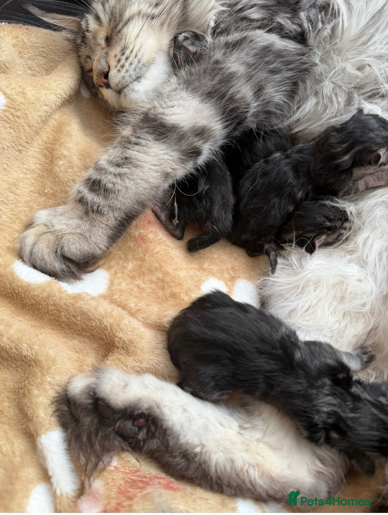 Maine Coon cats Maine coon kittens for sale tabby and mackerel - Advert 1