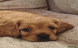 Cavapoo dogs for sale: Beautiful Cavapoo Puppies  - Image 11