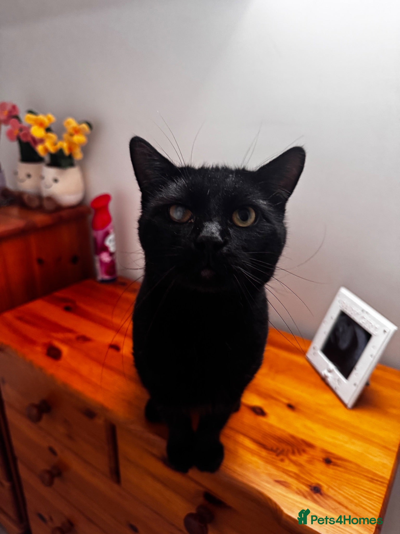 Mixed Breed cats Blaze - read description  - Advert 1