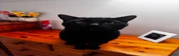Mixed Breed cats for sale: Blaze  - Advert 1