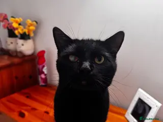 Mixed Breed cats Blaze - read description - Advert 1