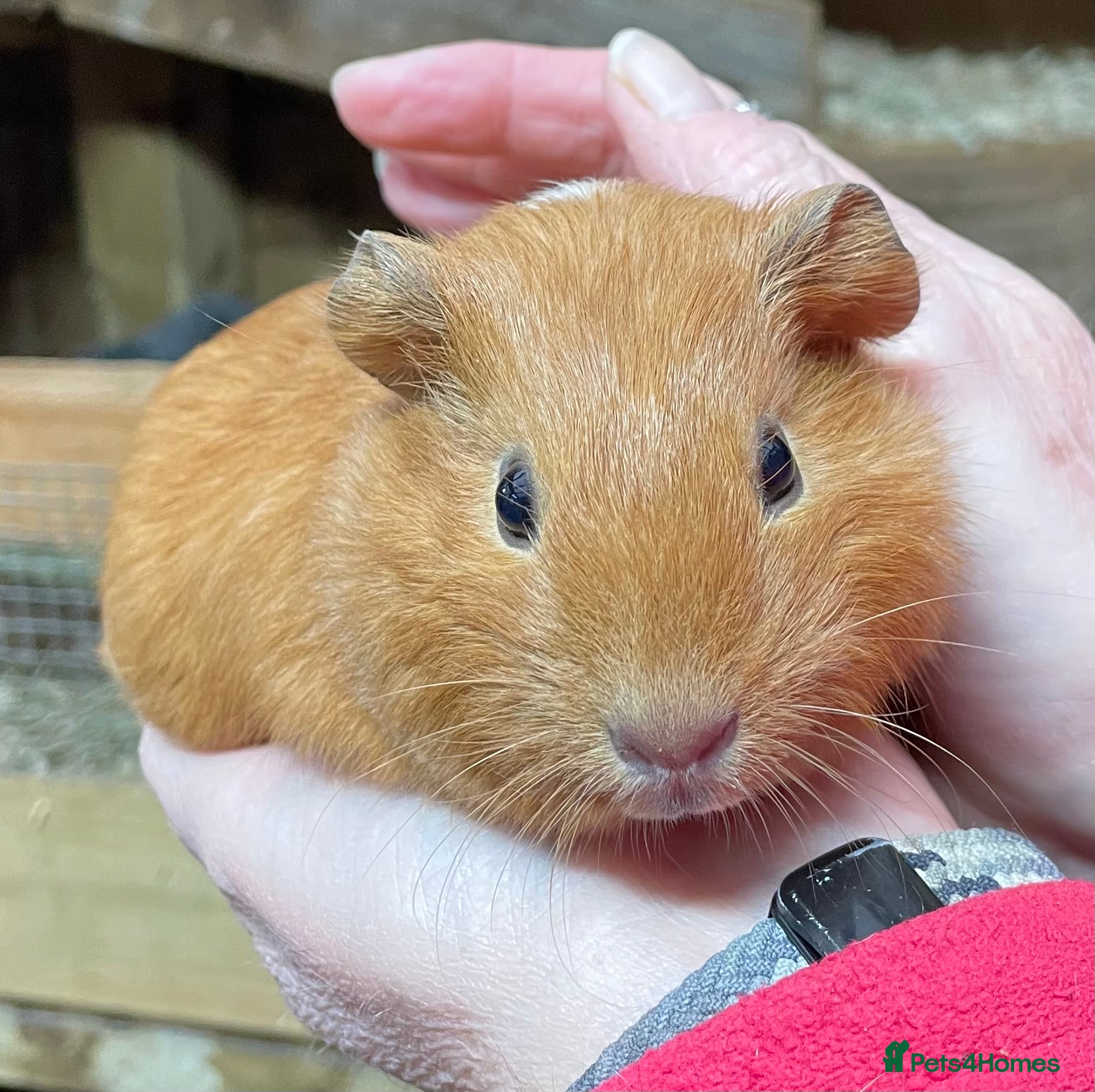 Guinea Pig rodents SWEET NATURED BABY GUINEA PIG GIRLS - Advert 13