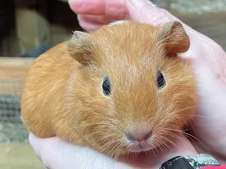 Guinea Pig rodents SWEET NATURED BABY GUINEA PIG GIRLS - Advert 13