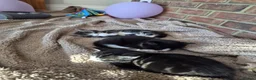 Domestic Shorthair cats for sale: 4 gorgeous female kittens - Advert 12