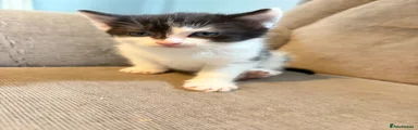 black & white kitten 
