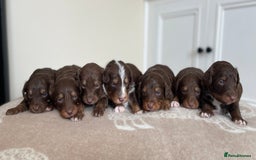 Bordoodle dogs for sale: OUTSTANDING *TRI COLOUR* MINIATURE BORDOODLES - Image 8