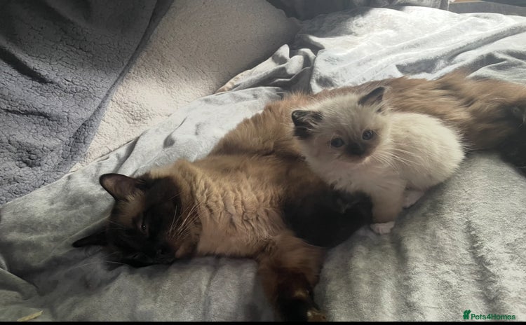 Ragdoll cats - Advert 3