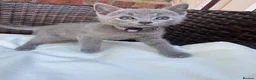 Russian Blue cats for sale: Pure Russian Blue Kittens - Advert 12