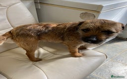 Border Terrier dogs for stud: MEET BODIE  in Maidstone - Image 11