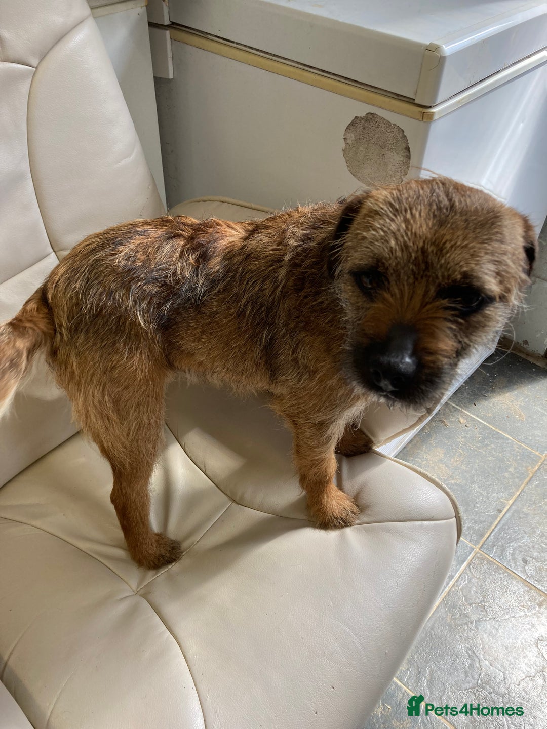Border Terrier dogs for stud: MEET BODIE  in Maidstone - Image 11