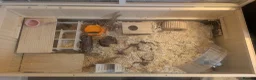 Hamster rodents for sale: Full Hamster Setup + Syrian Hamster Included - Advert 4