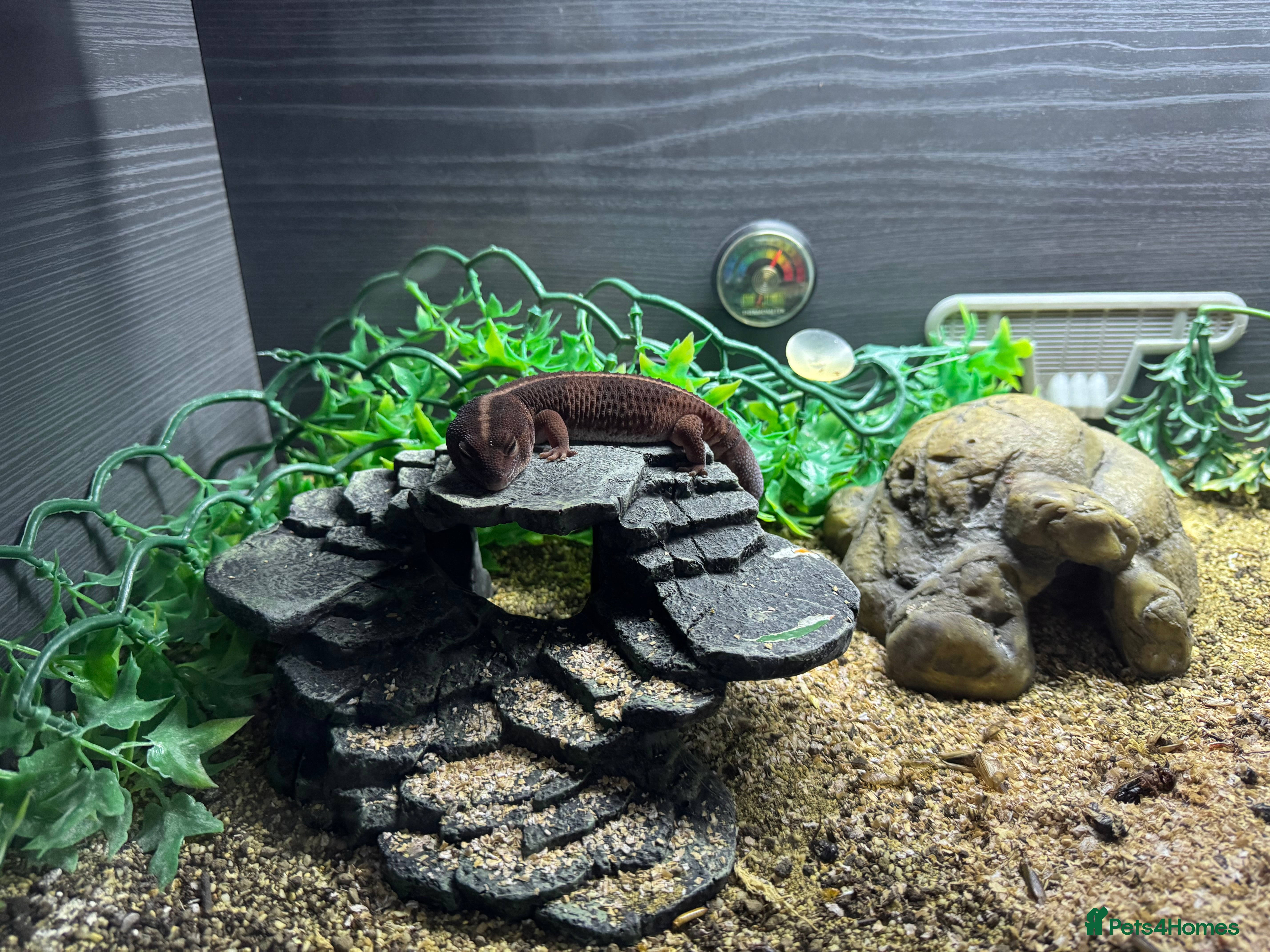 Gecko reptiles Fat Tailed Gecko for sale! (Enclosure included) - Advert 15